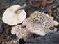 Nyár-fagomba (Lentinus tigrinus), Duna-part. Fehéres alapon sötétbarnásan pikkelyes kalap és tönk